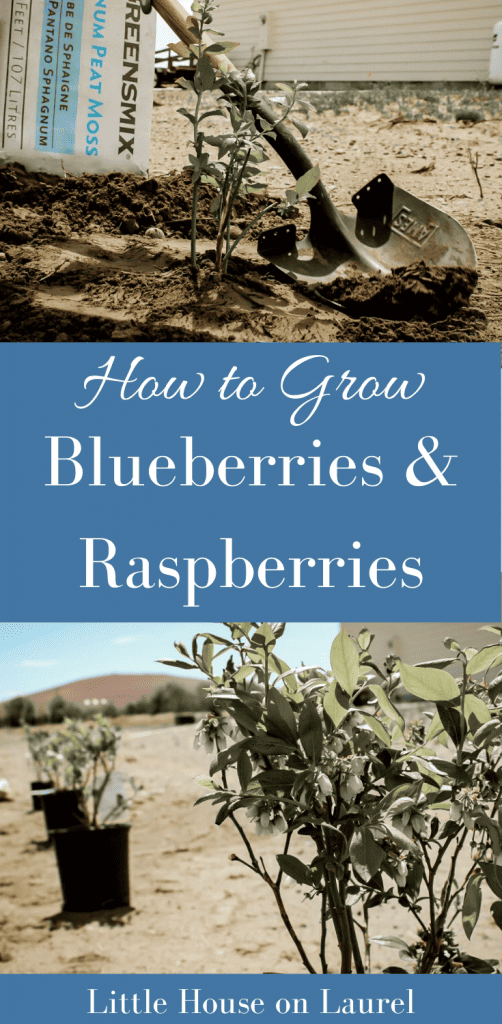 How to Grow Blueberries and Raspberries #gardening #berries #homestead #blueberries #raspberries #farm #diy #plant #healthy #garden #homesteading #homesteader #howto #preserving #canning #freezing #antioxidant