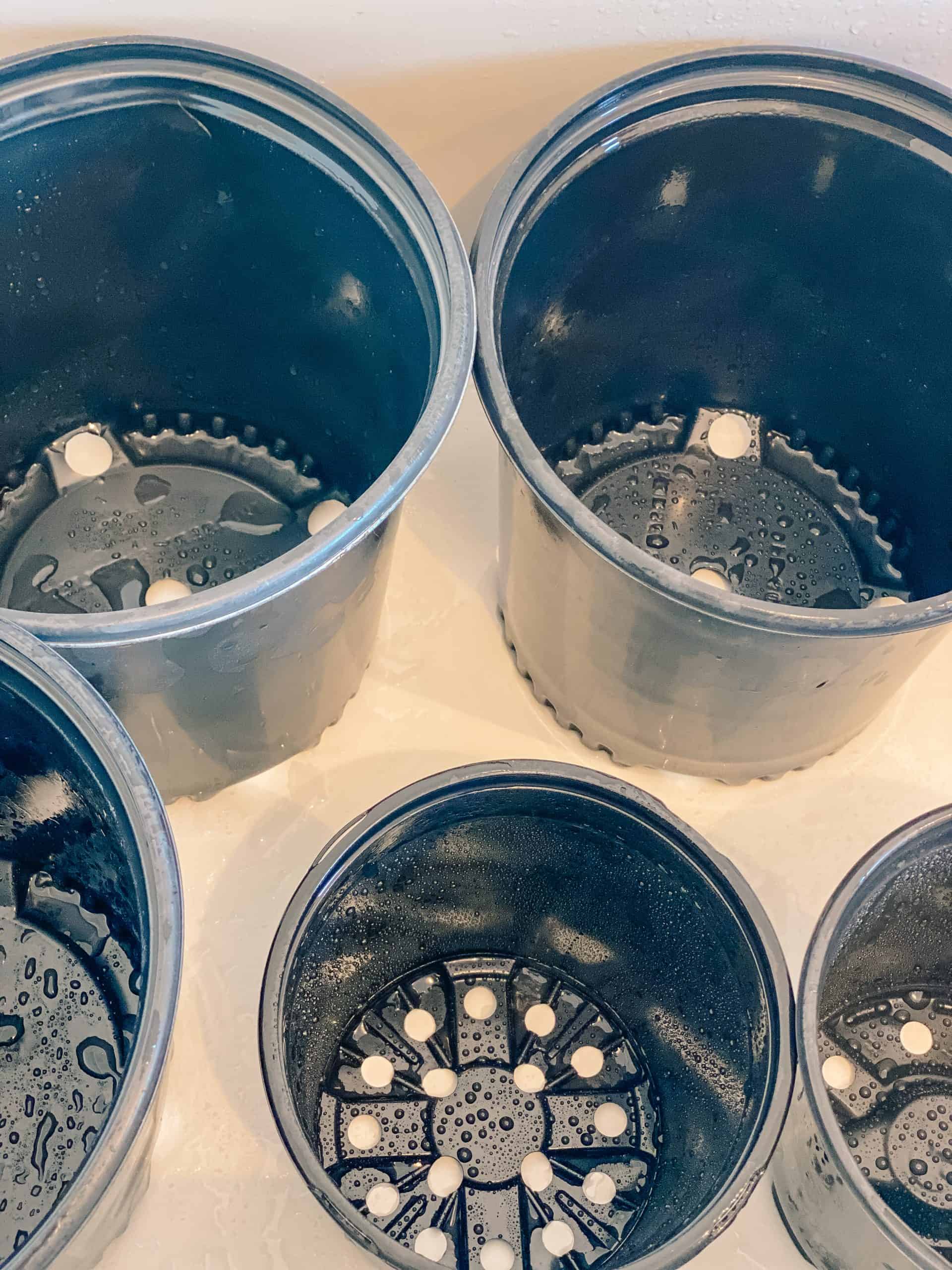 How to Sanitize Seed Trays » Little House on Laurel