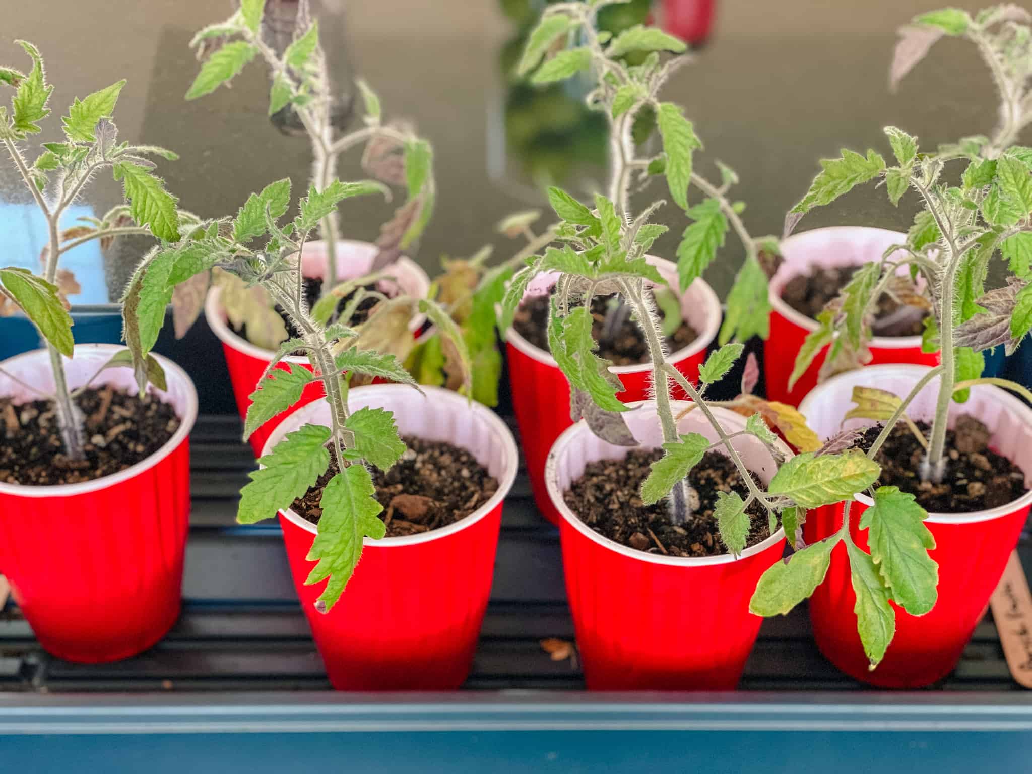 How to Sanitize Seed Trays » Little House on Laurel